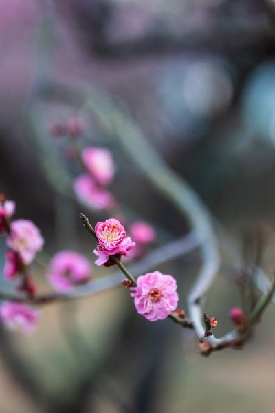 彭阳红梅杏：夏日的甜蜜诱惑